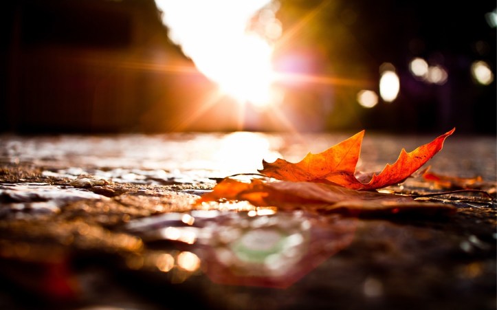 6961400-autumn-leaves-sunset.jpg